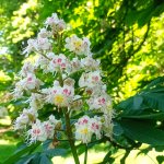 phoca_thumb_m_do hjovny 42 Fotogalerie